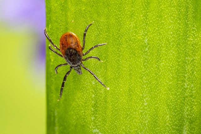 Фото: Erik Karits,  Pexels,  Pexels Licence