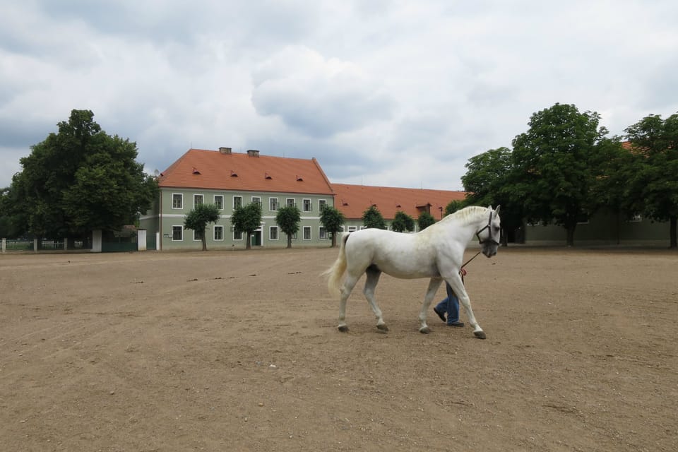 Старокладрубський кінь — порода,  яку розводять у Національній конярні в Кладрубах-над-Лабем | Фото: Tereza Brázdová,  Český rozhlas