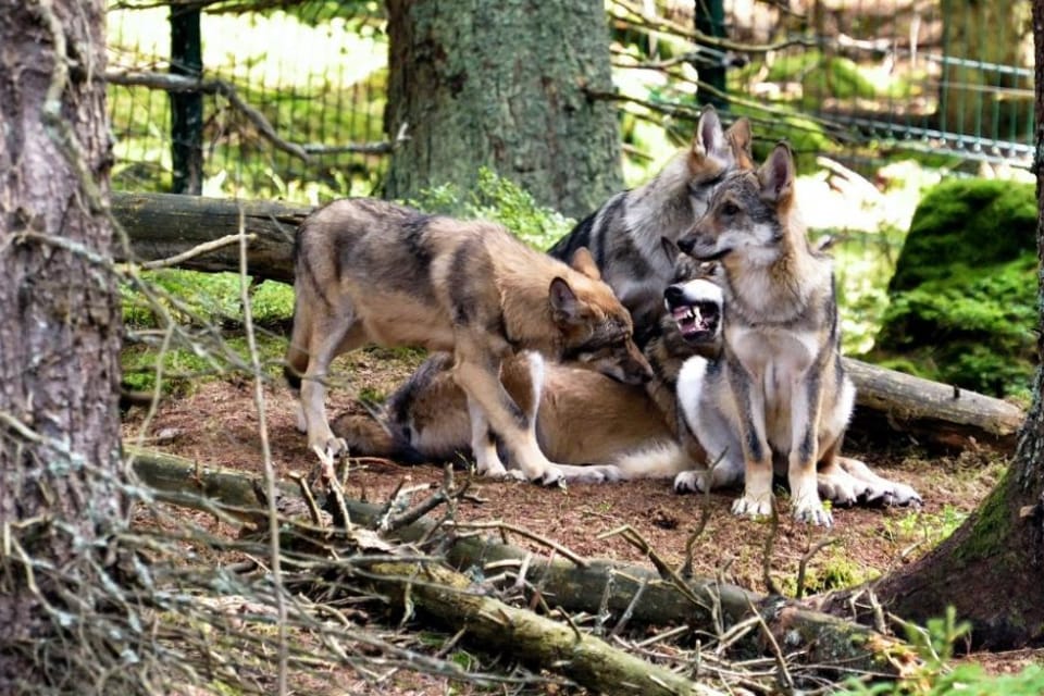 У центрі спостереження за вовками Срні,  національний парк Шумава | Фото: Jiří Čondl,  Český rozhlas